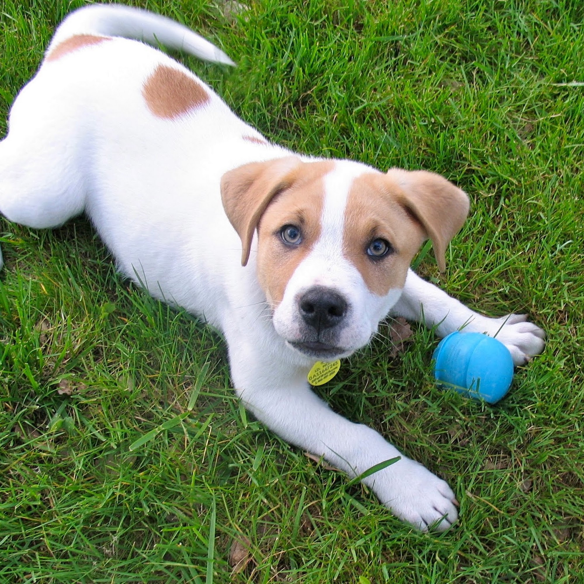 The Leash Lady of El Dorado Hills El Dorado Hills