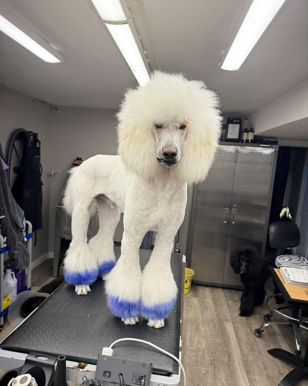 Doggy Styles Grooming Salon 1864 Calaveras Dr, El Dorado Hills California 95762