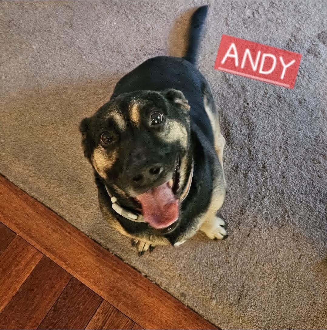 Dirty Dog Pet Salon El Dorado