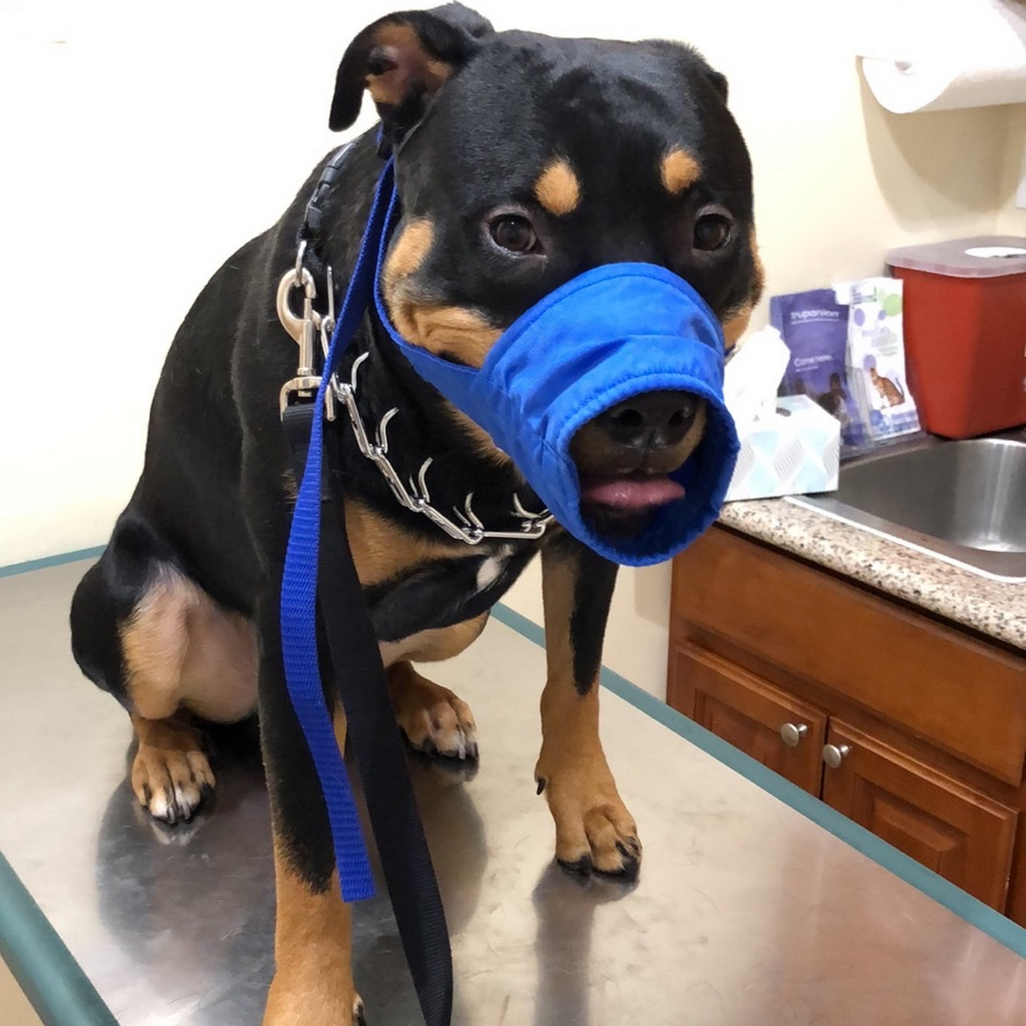 Pet Care Animal Hospital El Monte