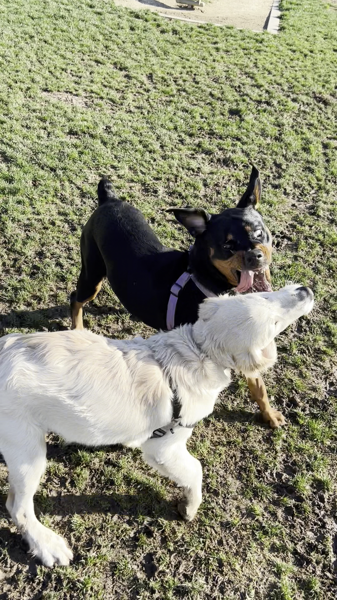 Fletcher Fetch Park El Monte