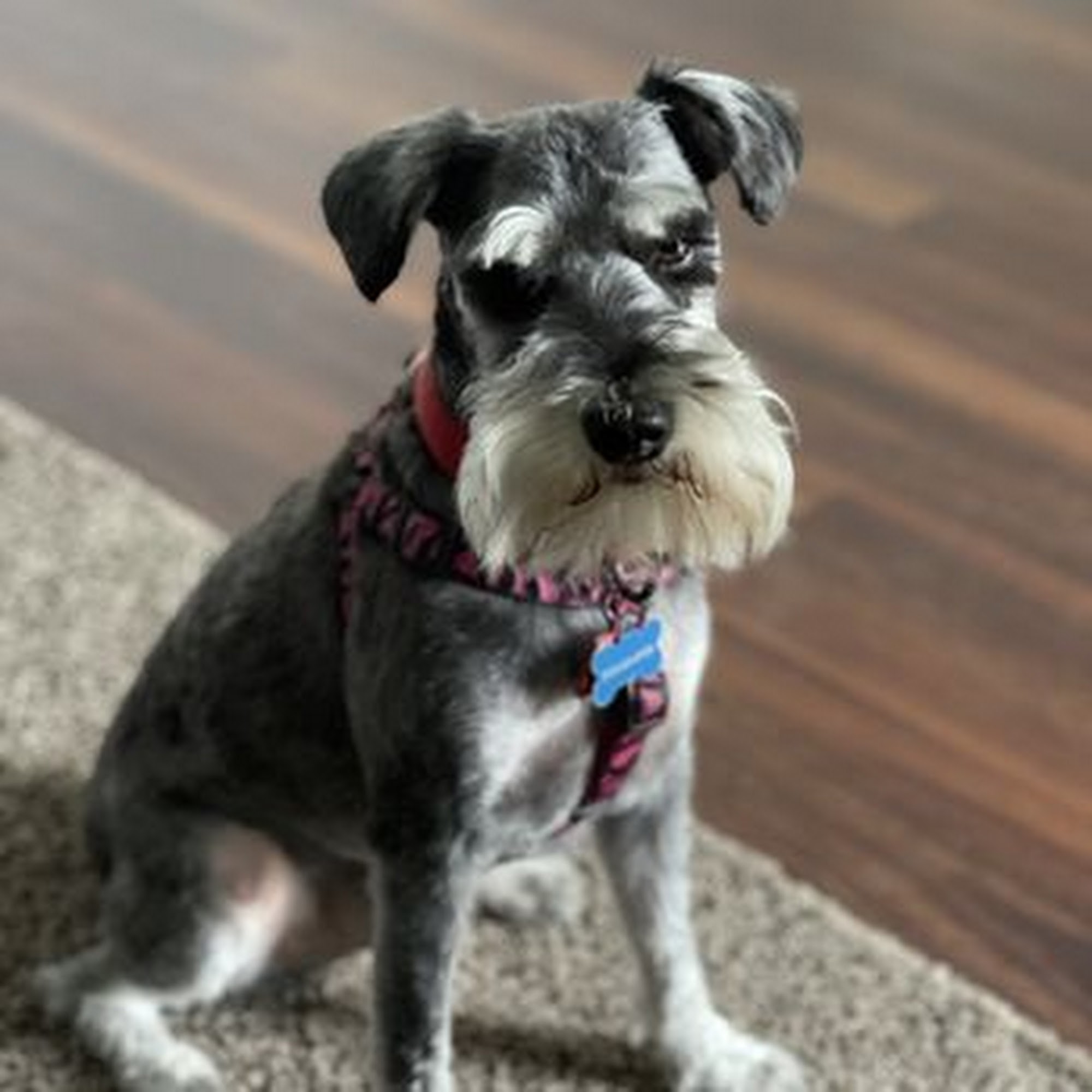 Waggs & Whiskers El Sobrante