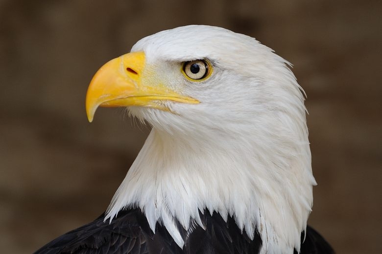 American Eagle Plumbing & Construction