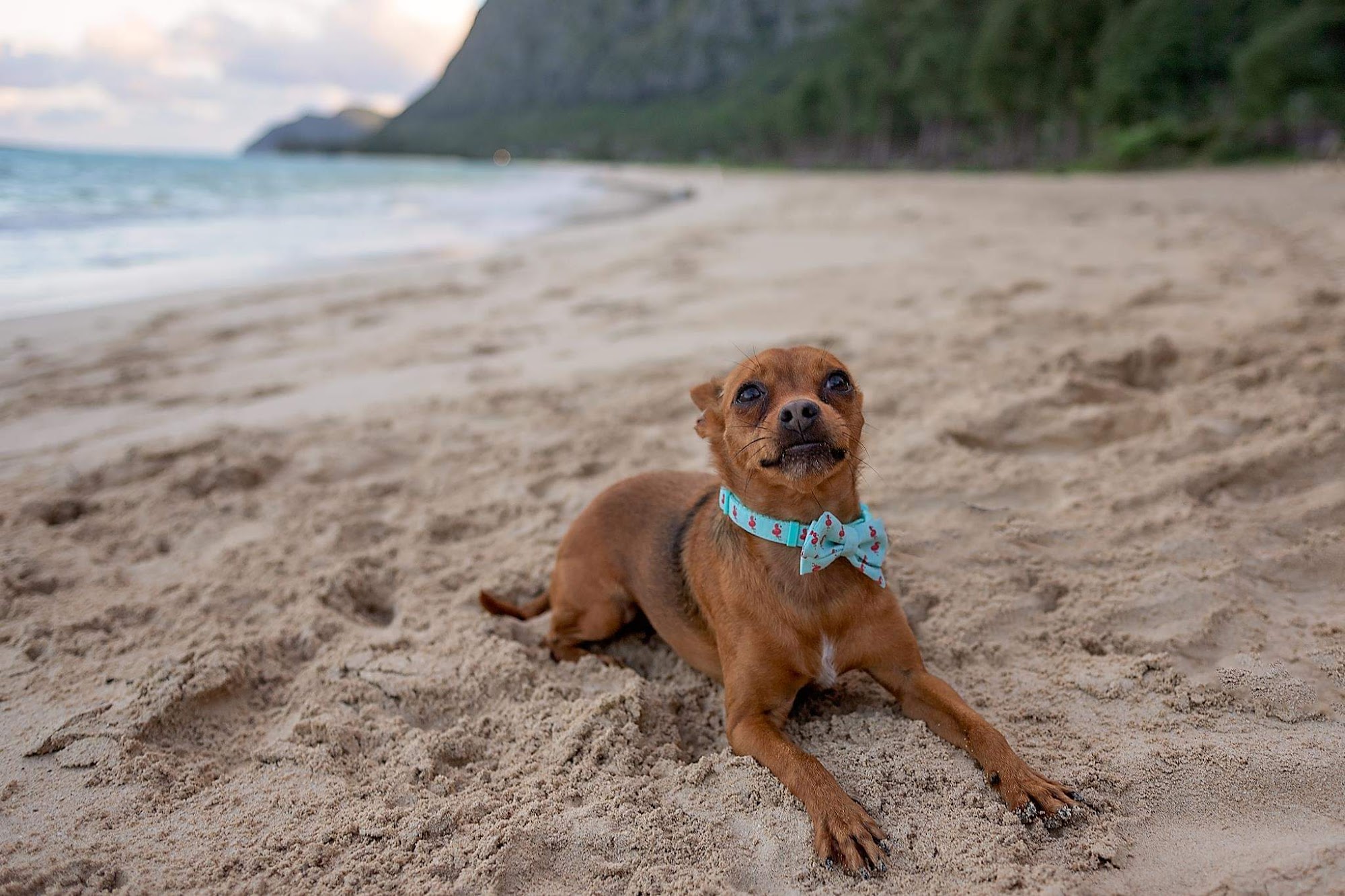 VCA Elk Grove Animal Hospital Elk Grove