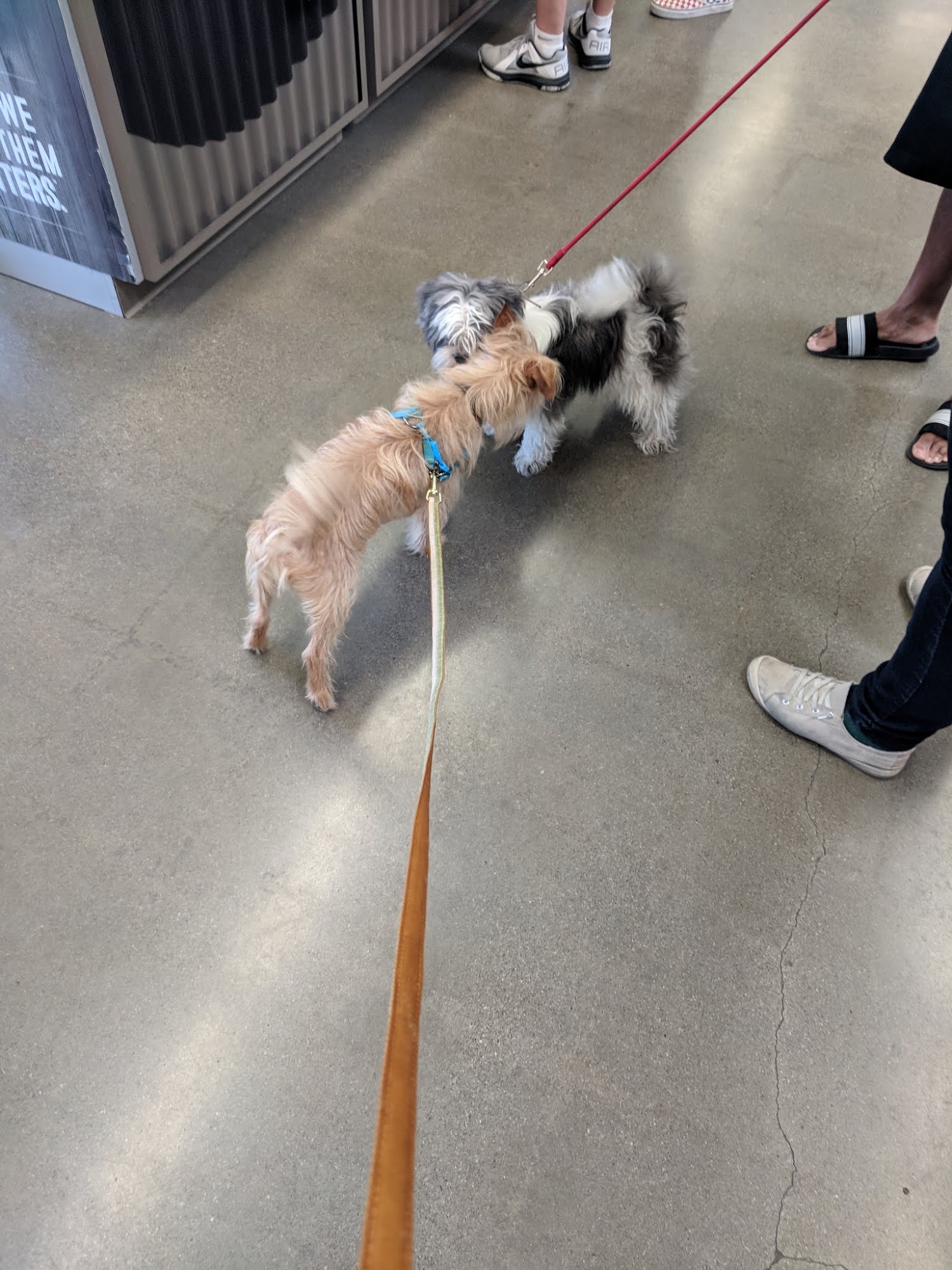 Petco Dog Training Elk Grove