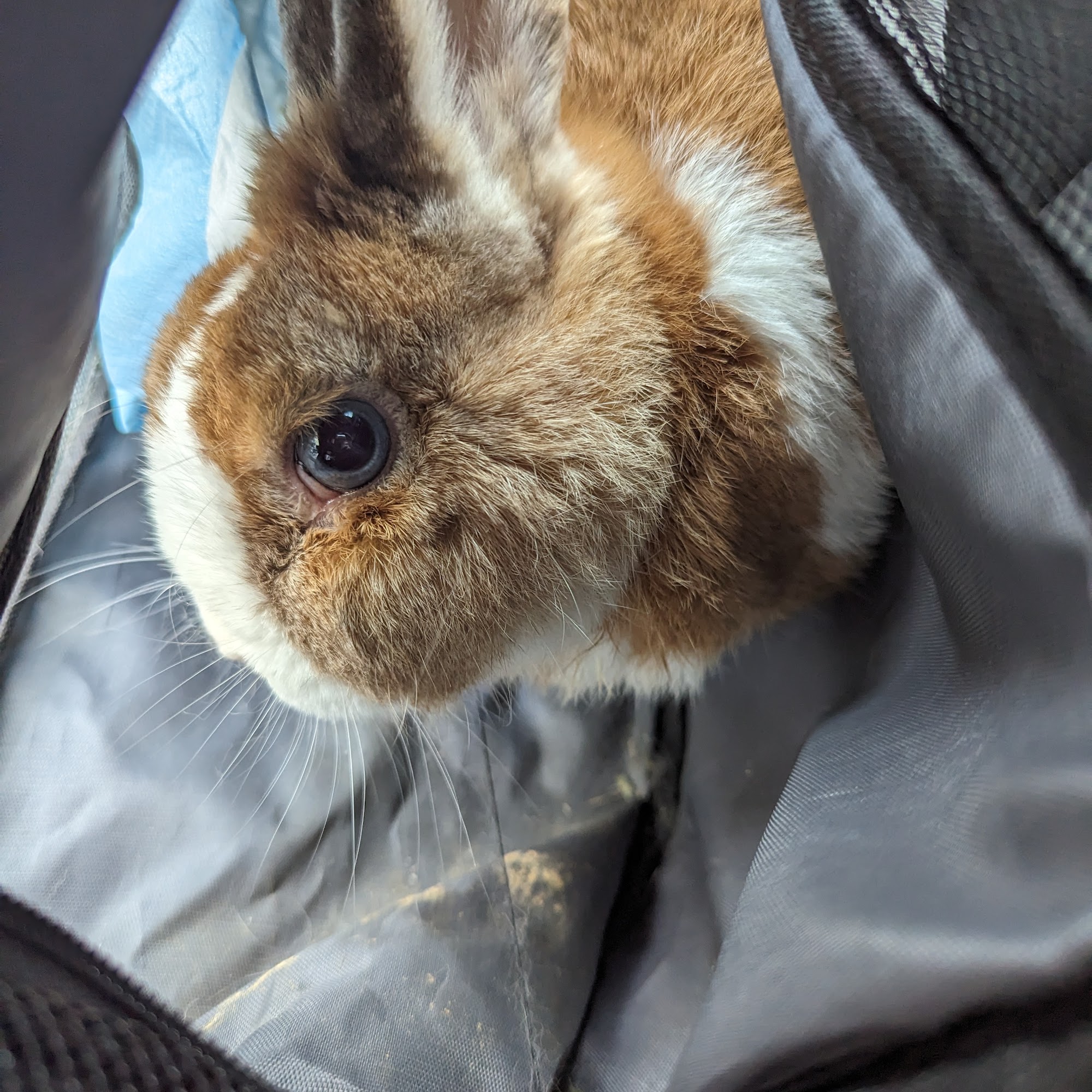 Kittel Family Veterinary Practice Inc. Elk Grove