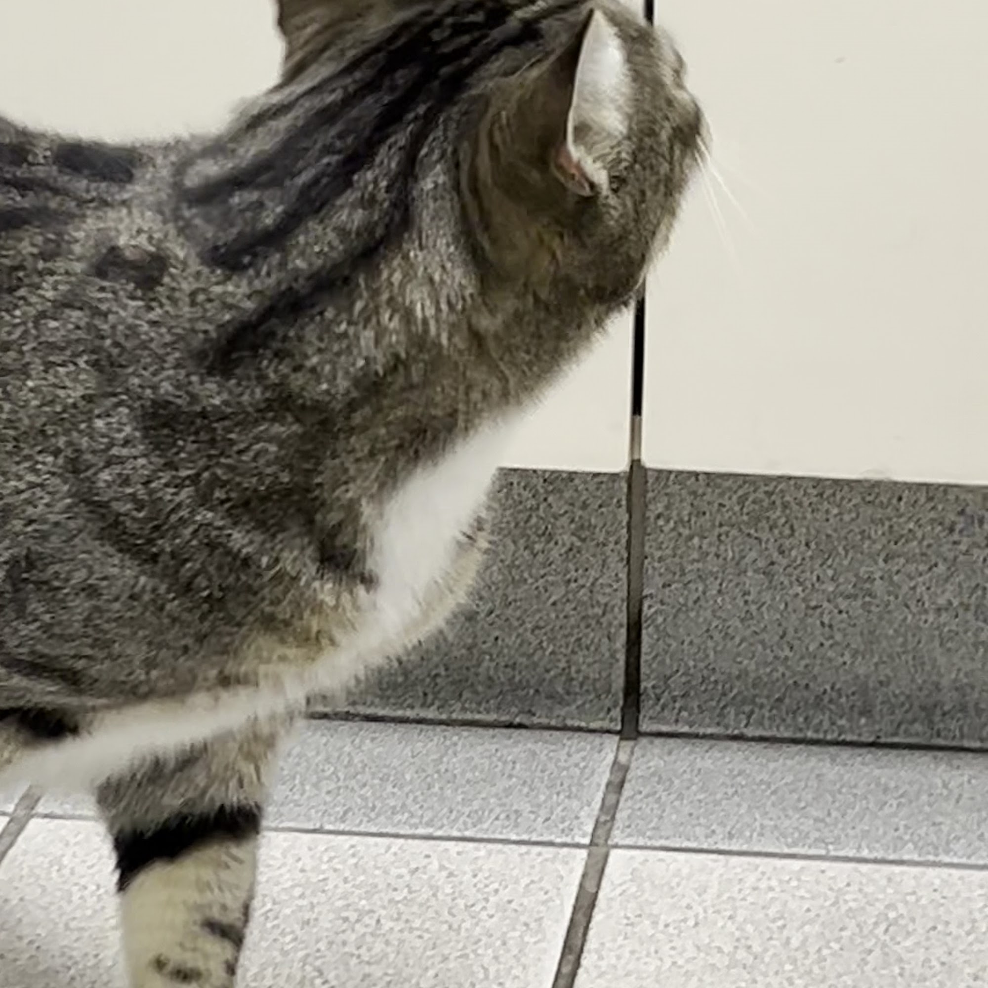 Hatton Veterinary Hospital Elk Grove