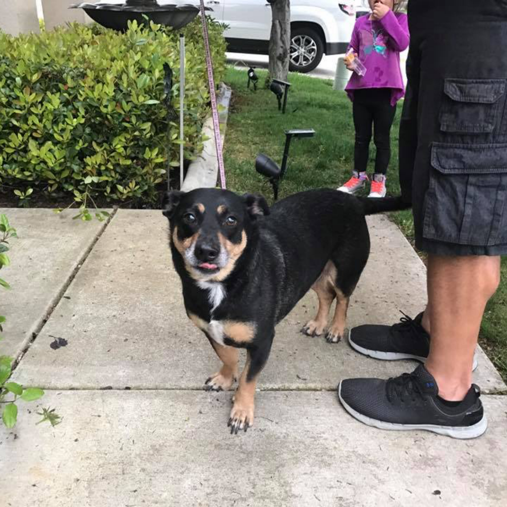 Hatton Veterinary Hospital: Gelderman Kelley DVM Elk Grove