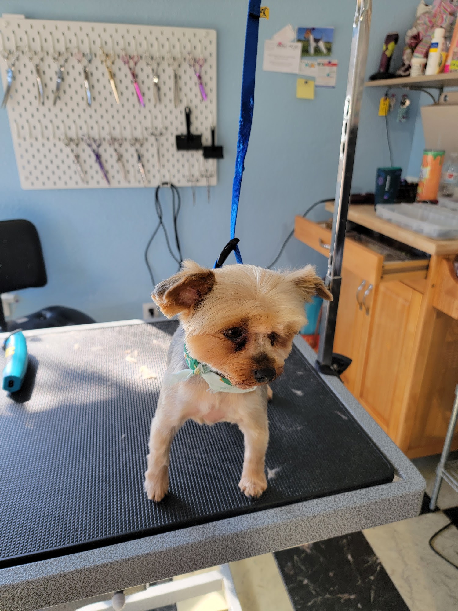 Krystal's Fur Babies Salon Elk Grove