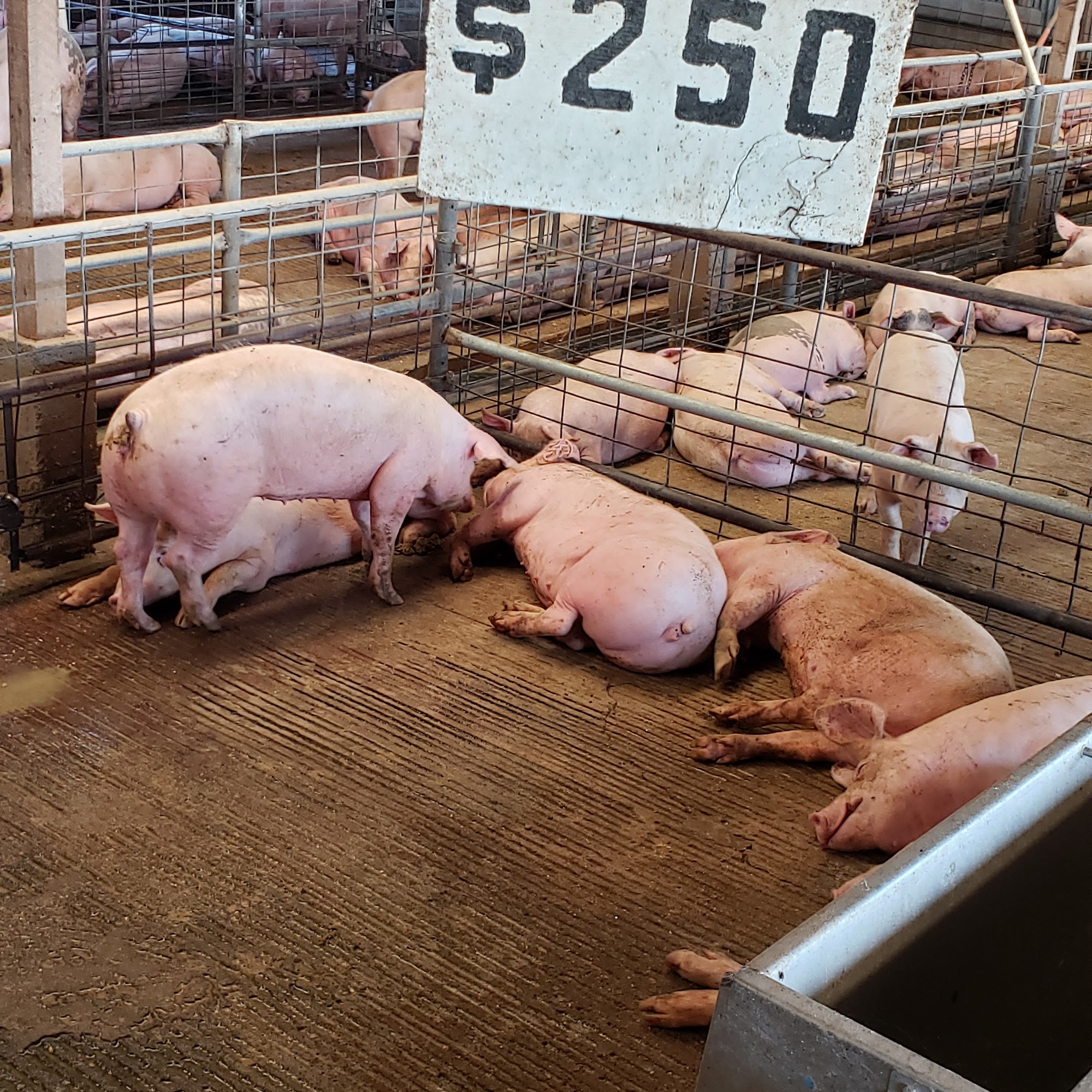 Yang Brothers Ranch Elk Grove