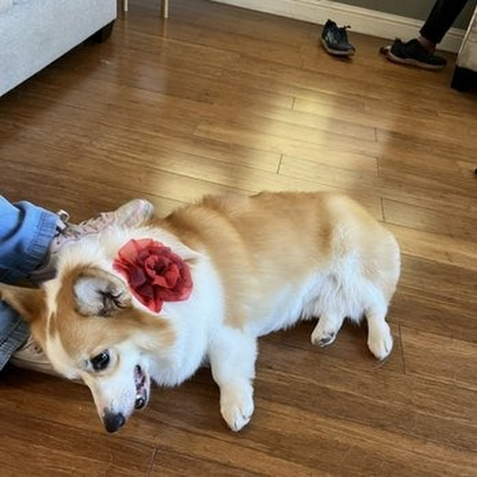 all about the DOGue salon & spa Emeryville