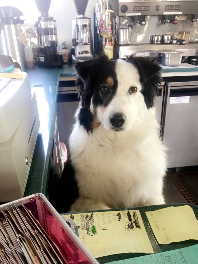 Lil Jungle Java Encinitas