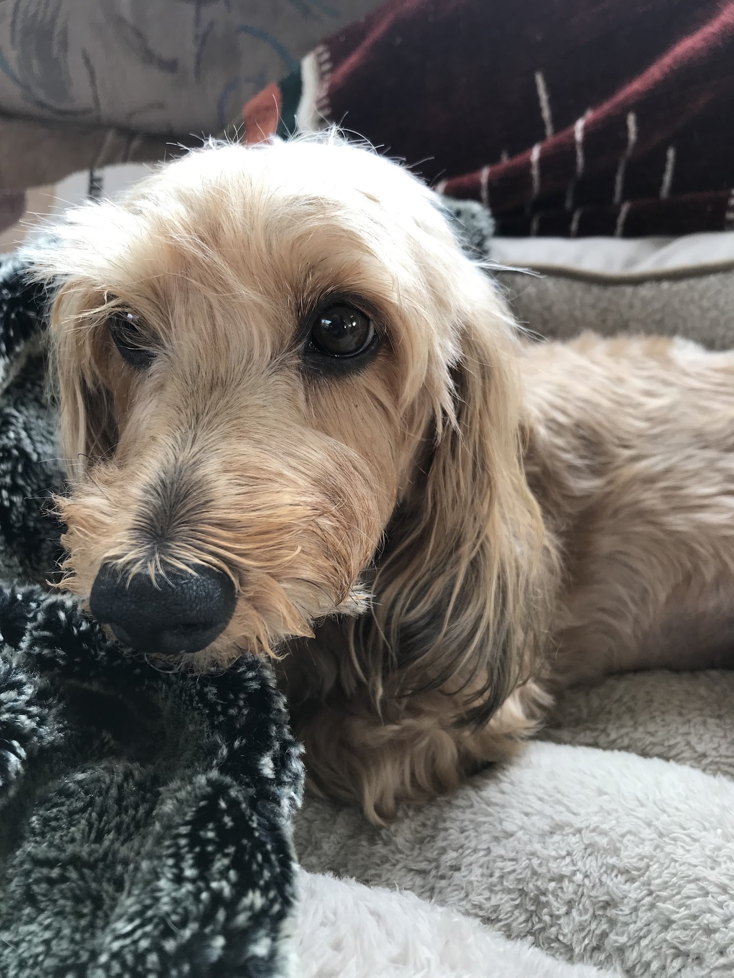 Santa Fe Animal Clinic Encinitas