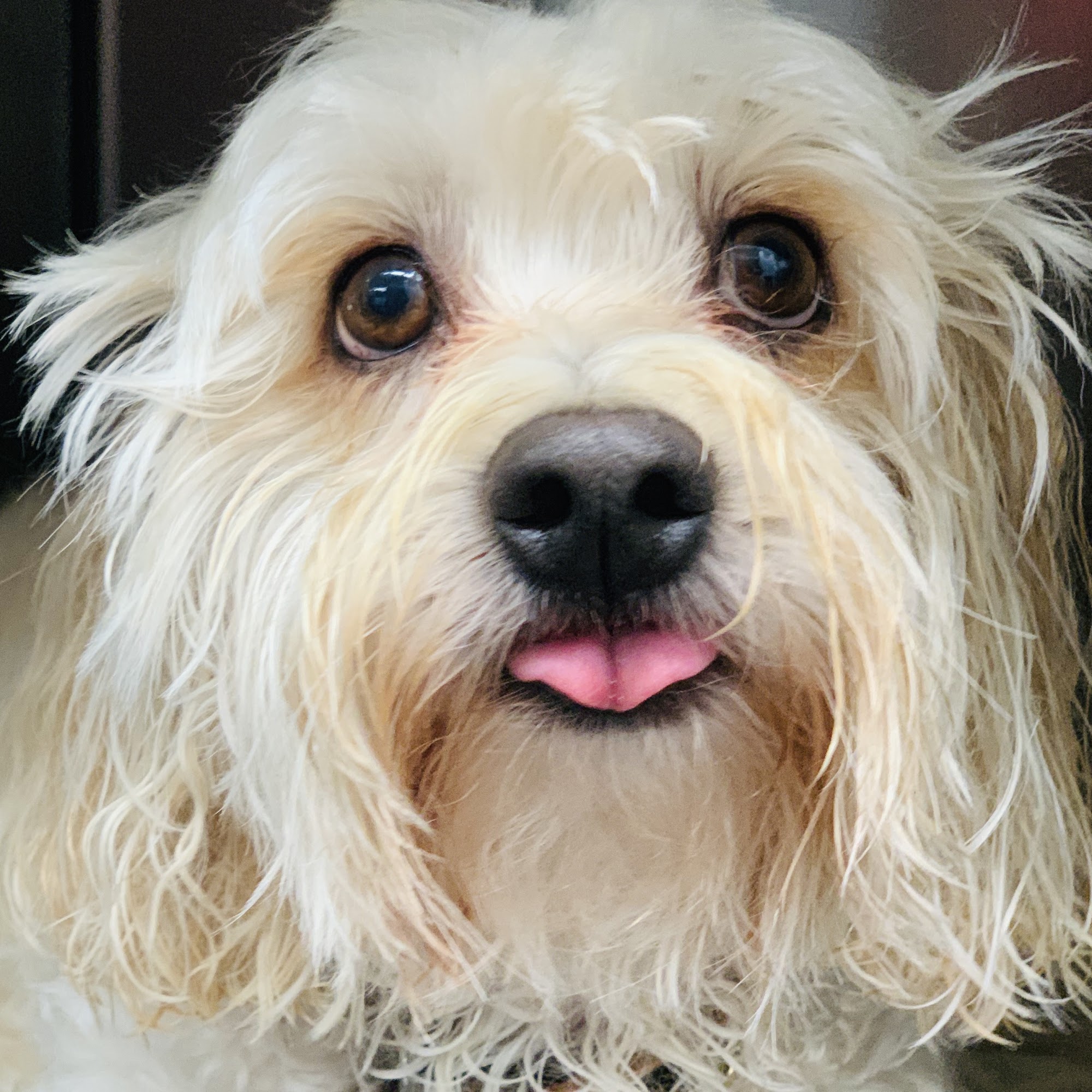 Encinitas Animal Hospital Encinitas