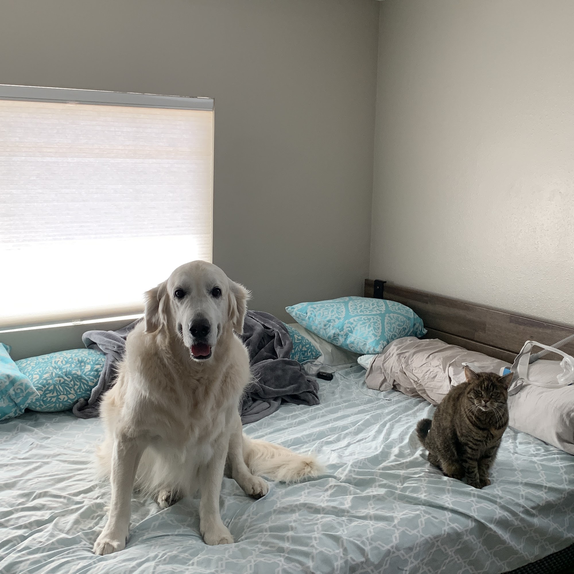 Vet 2 You Veterinary Services Encinitas