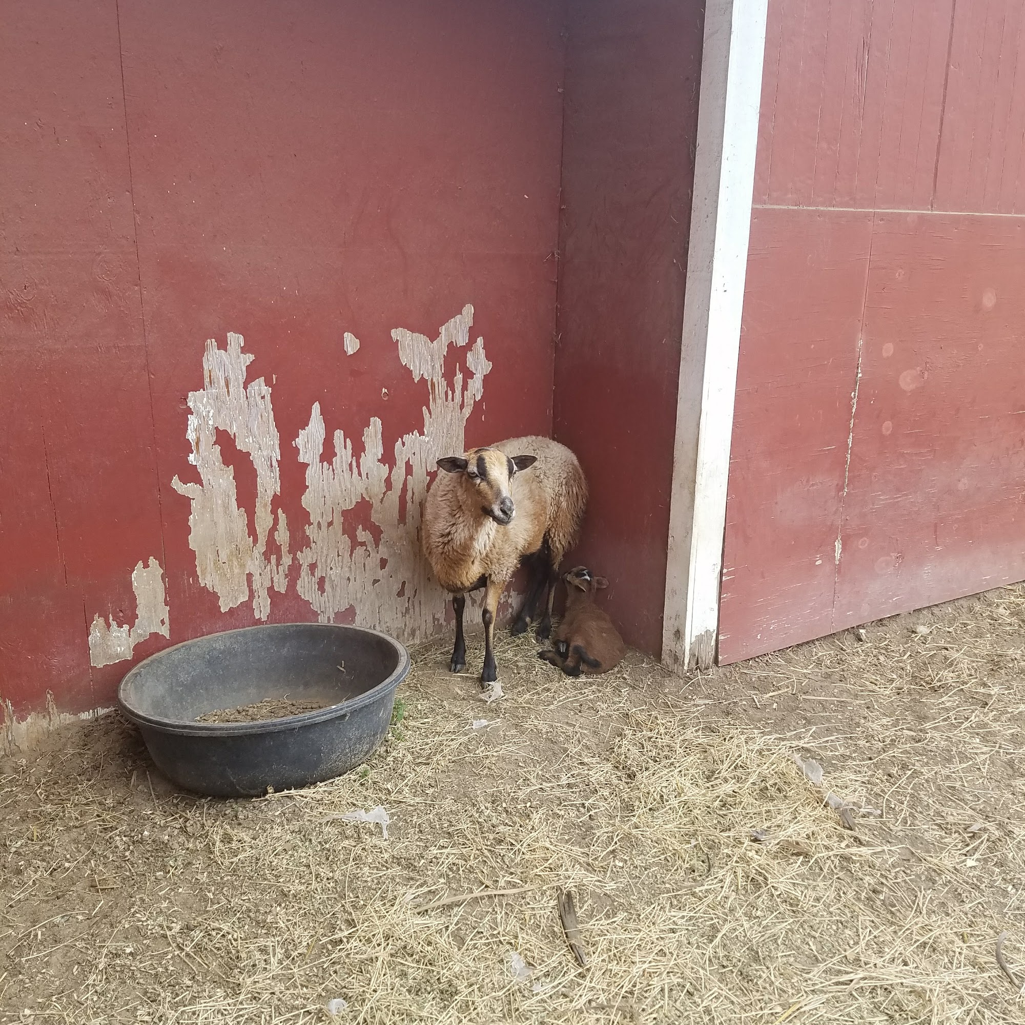 Carter's Hay & Grain Encinitas