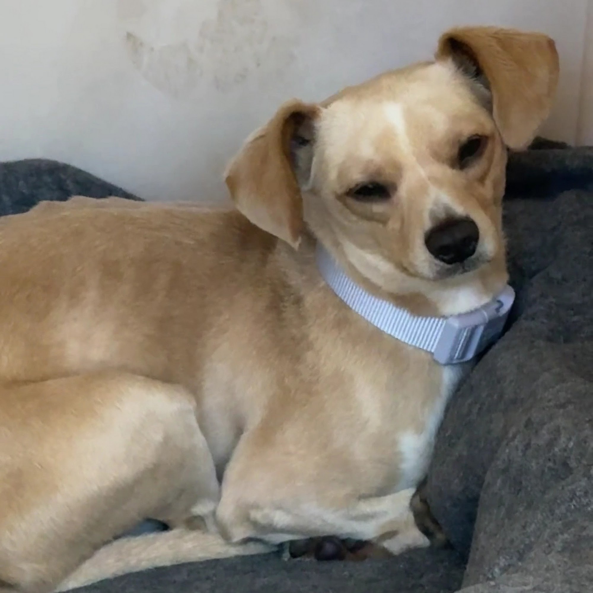 Rancho Coastal Humane Society Encinitas