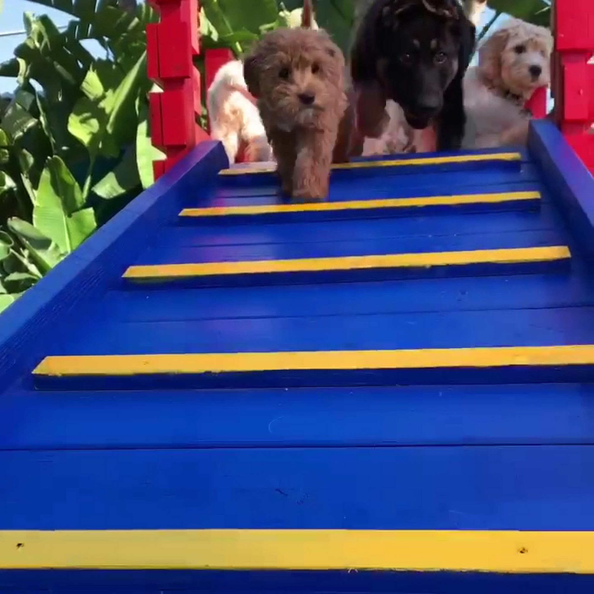 Woof Academy Encinitas