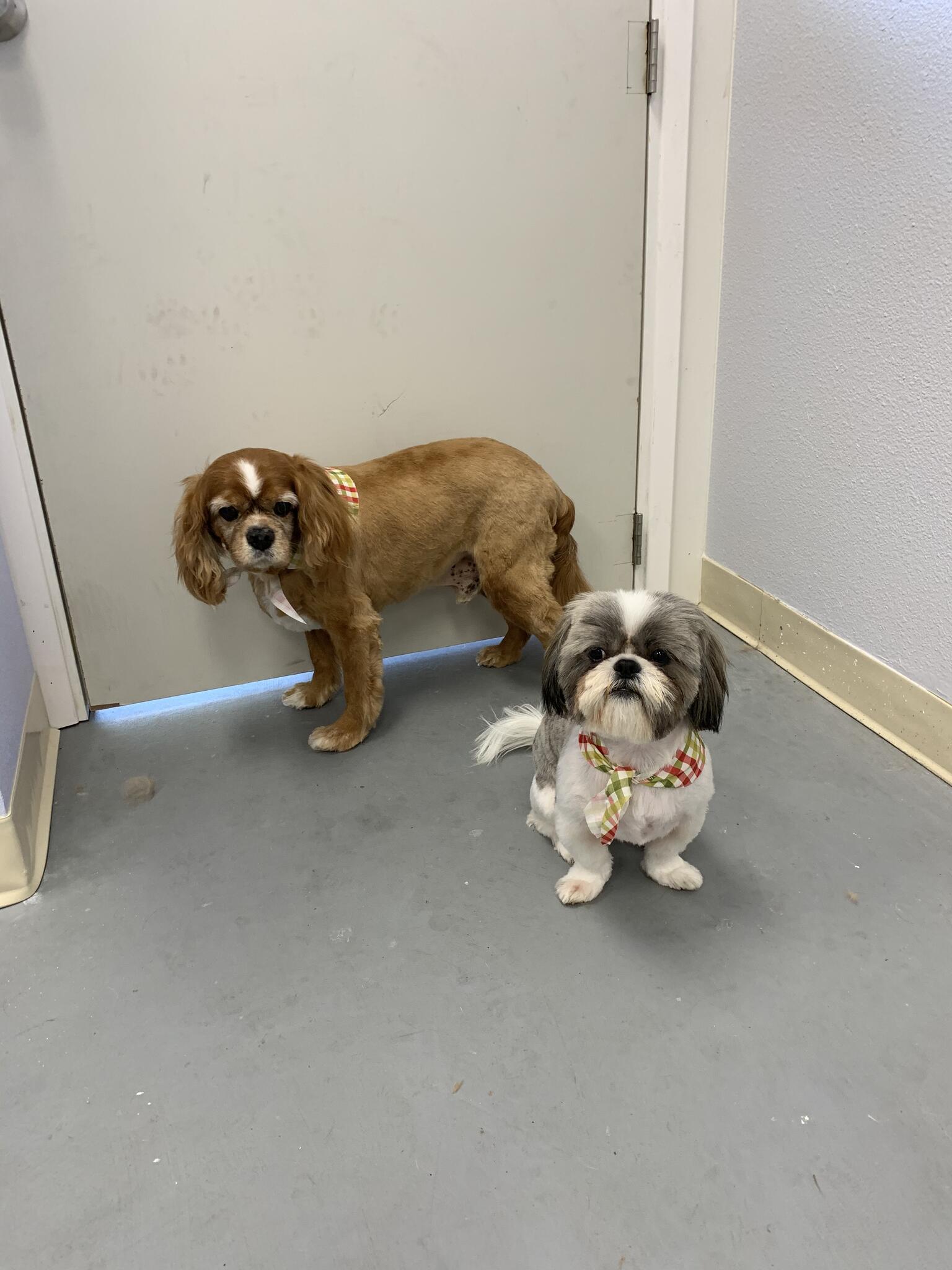 Posh Pets Grooming Encinitas