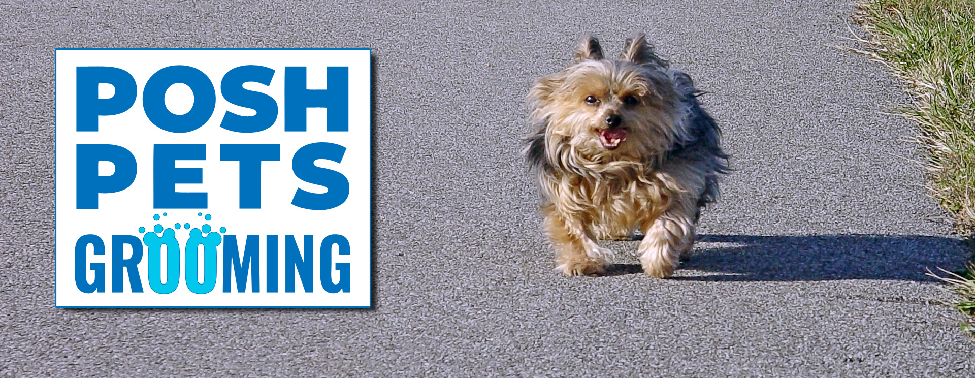 Posh Pets Grooming Encinitas