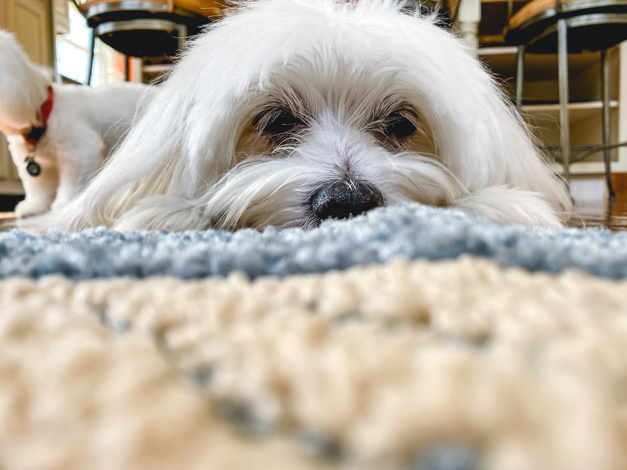 Encinitas Pet Sitting Encinitas