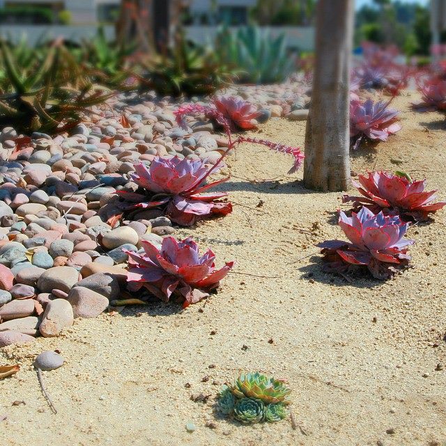 Louro & Johnson Landscape