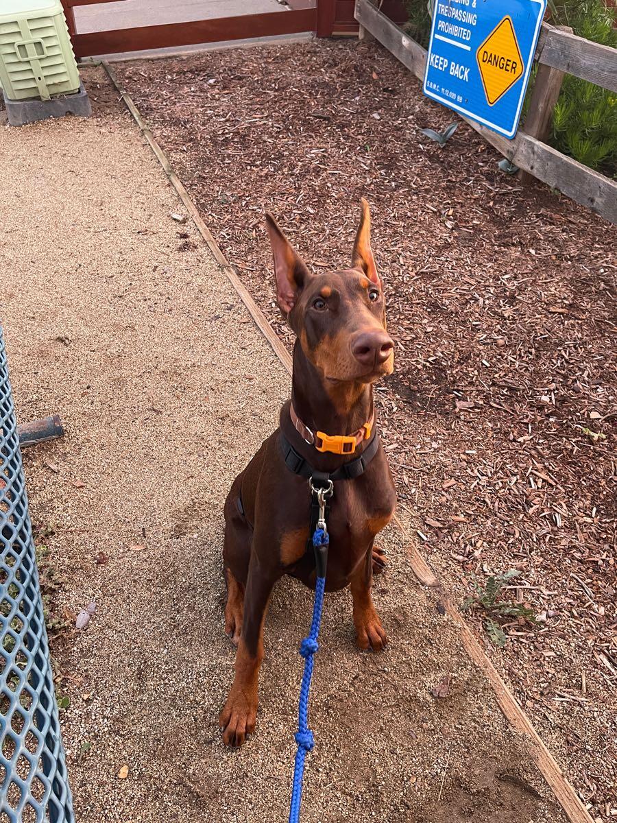 School of Paws Encinitas