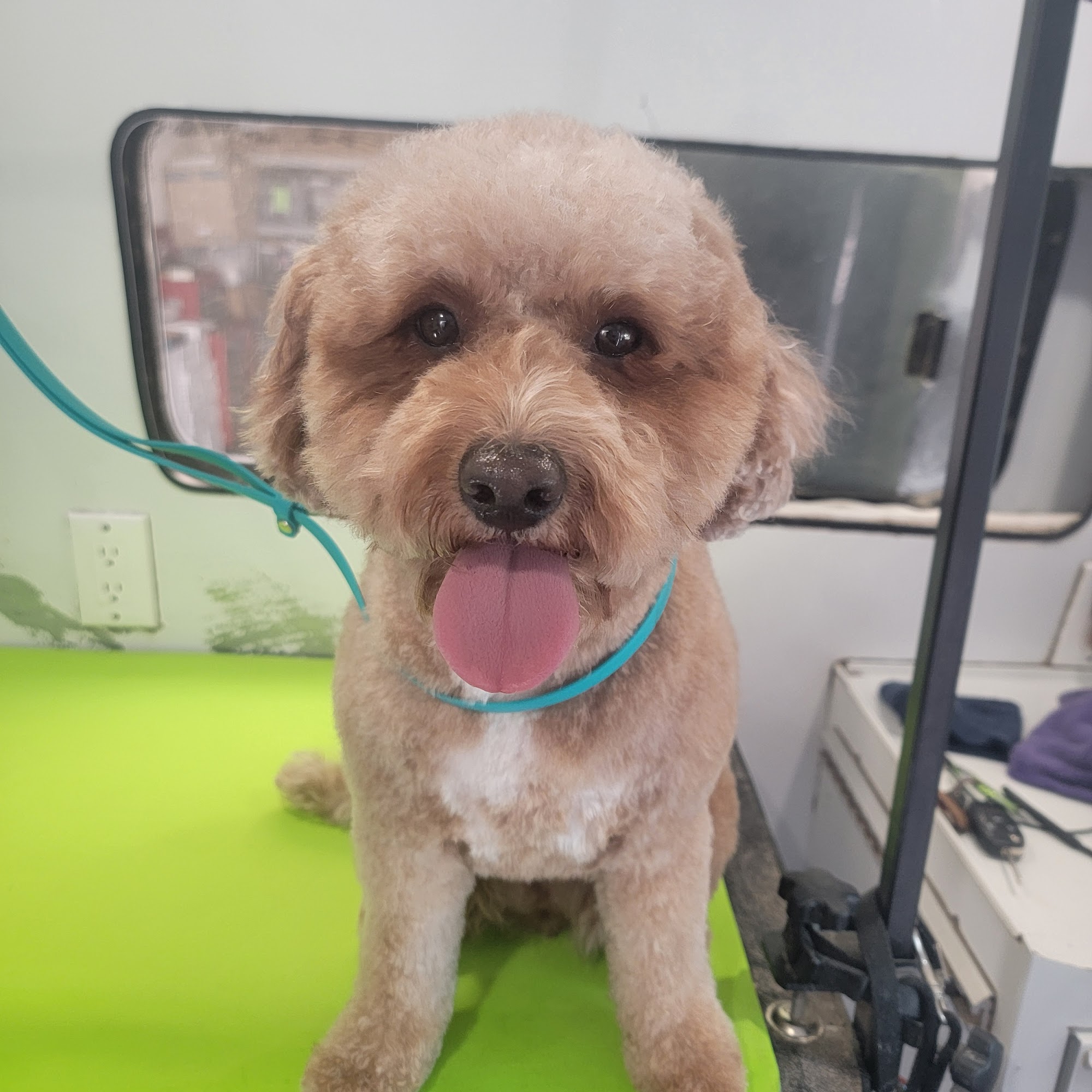 Splish Splash Grooming Mobile Encinitas