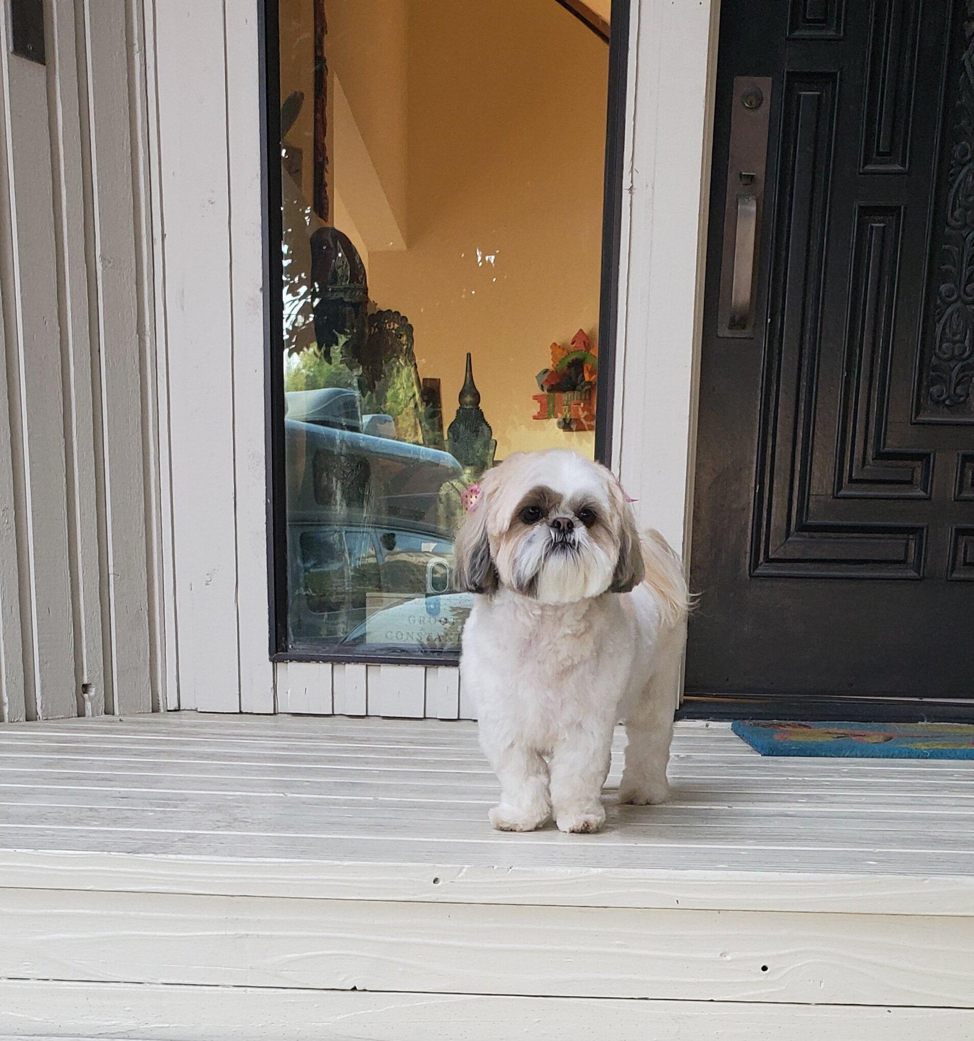 Splish Splash Grooming Mobile Encinitas