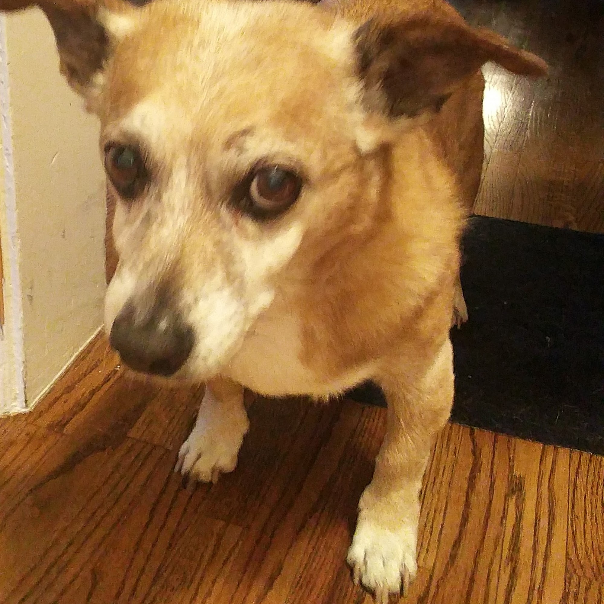 Animal Clinic of Encino Encino