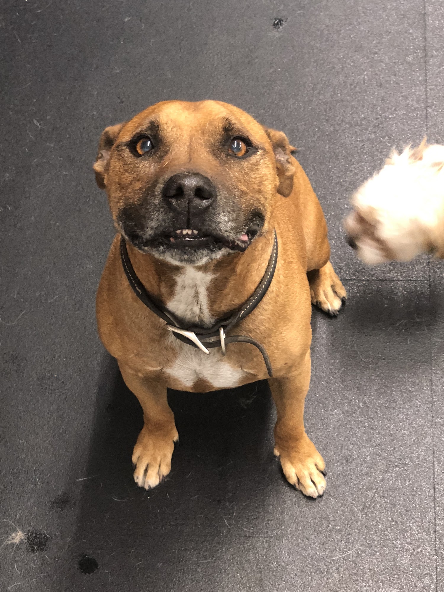 D Pet Hotels Los Angeles (Encino) Encino