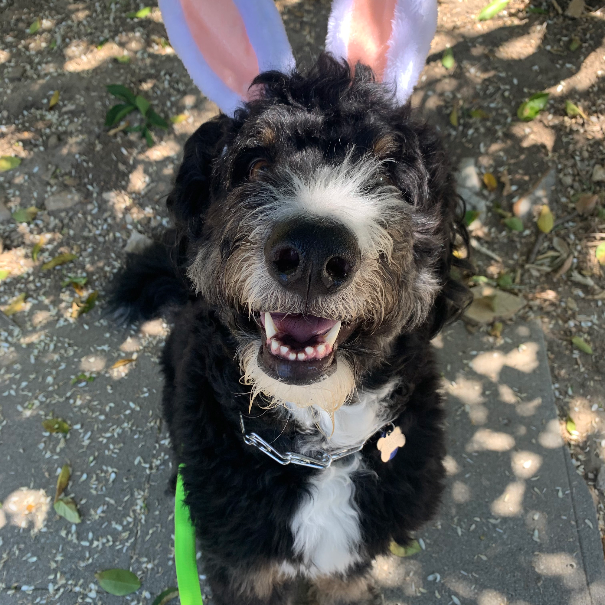 Barks and Recreation LA Encino