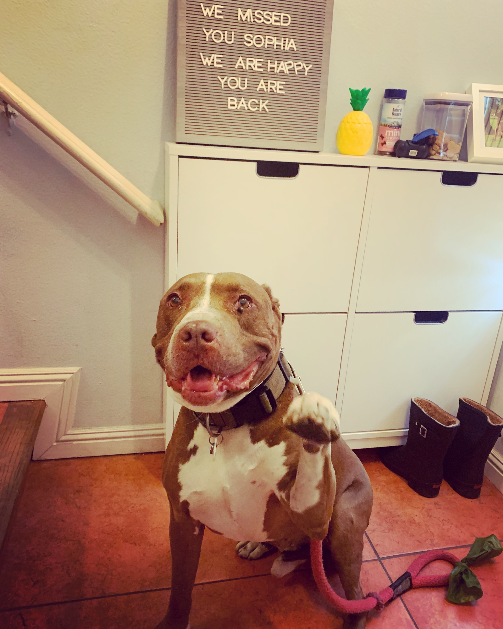 Barks and Recreation LA Encino