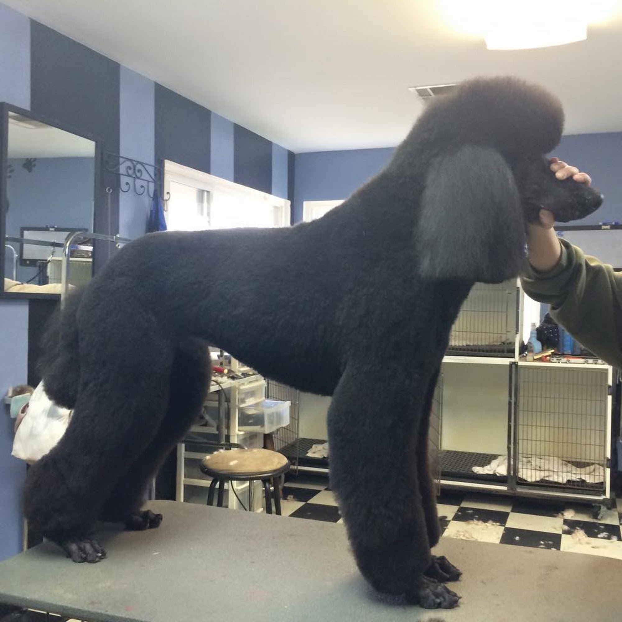 North Escondido Animal Hospital Escondido