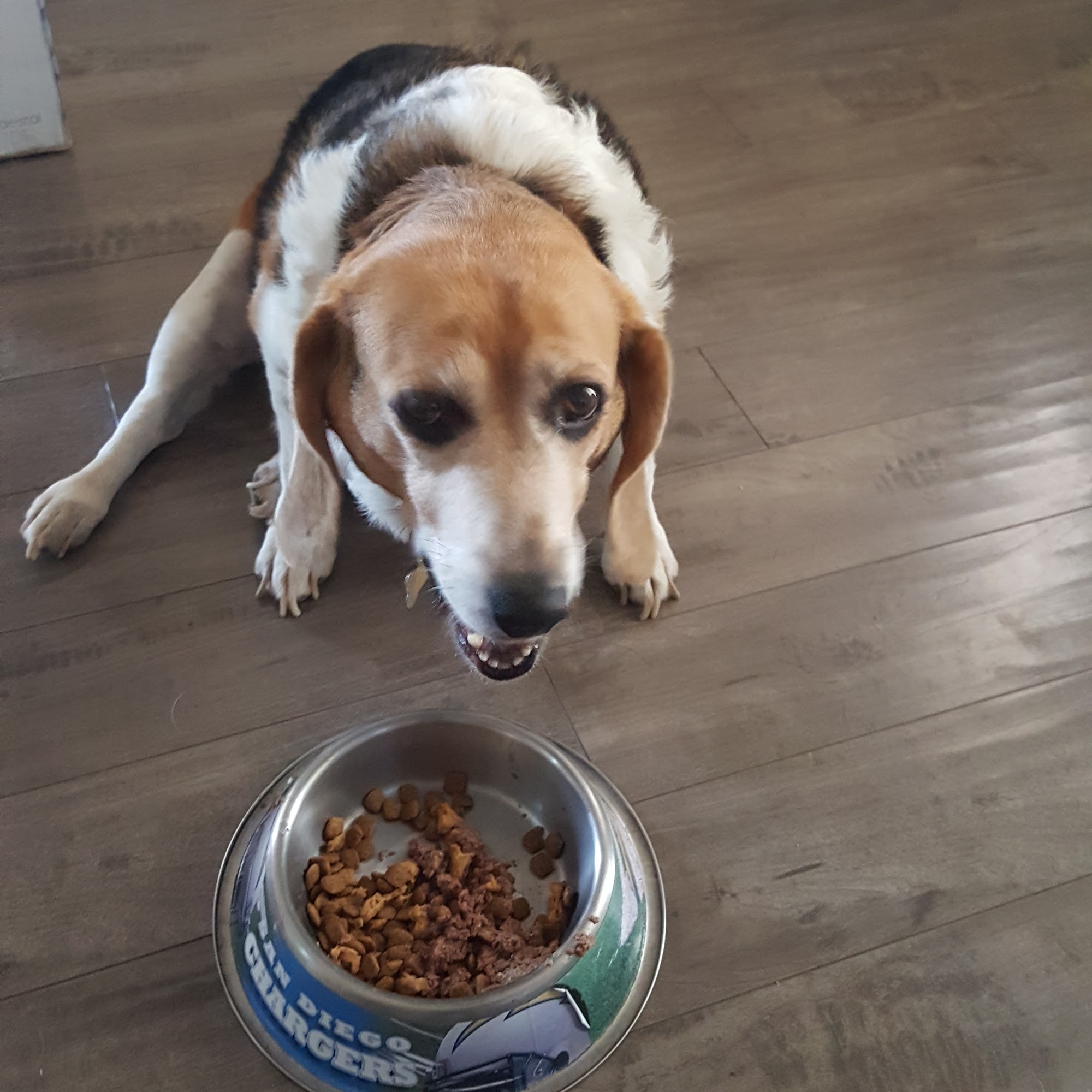 Escondido Hills Animal Hospital Escondido