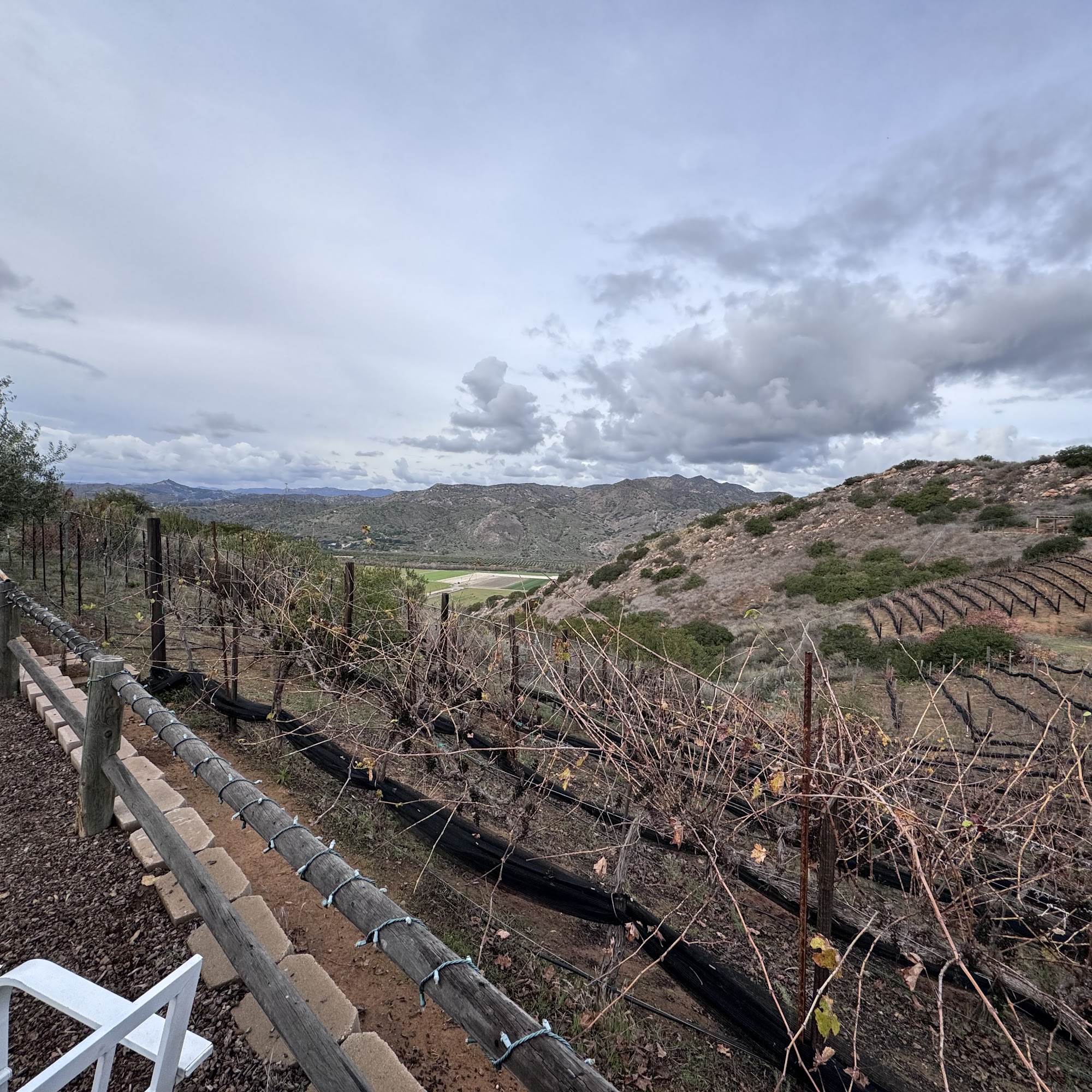 Old Survey Vineyards Escondido