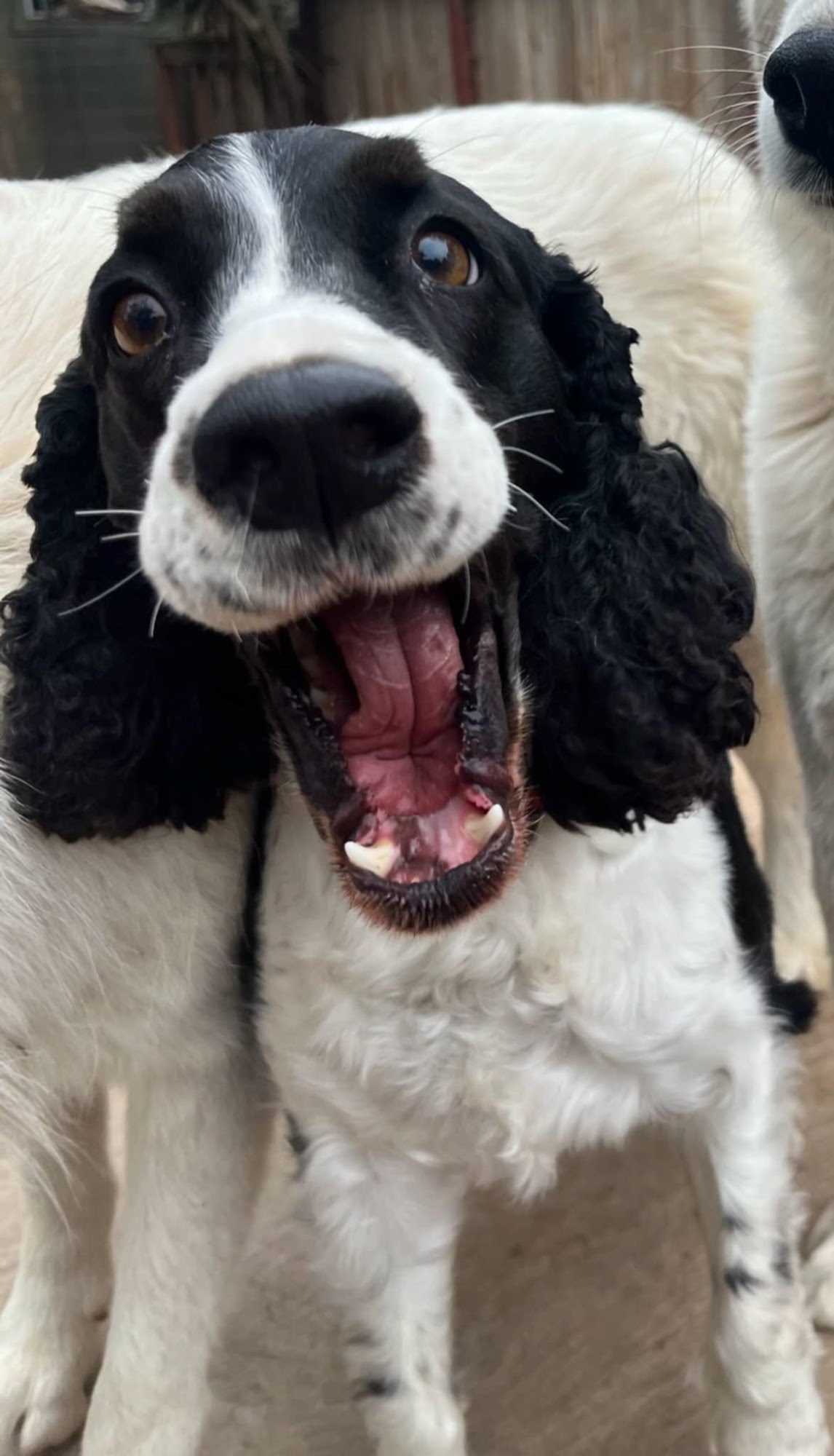 Pets In Paradise Escondido