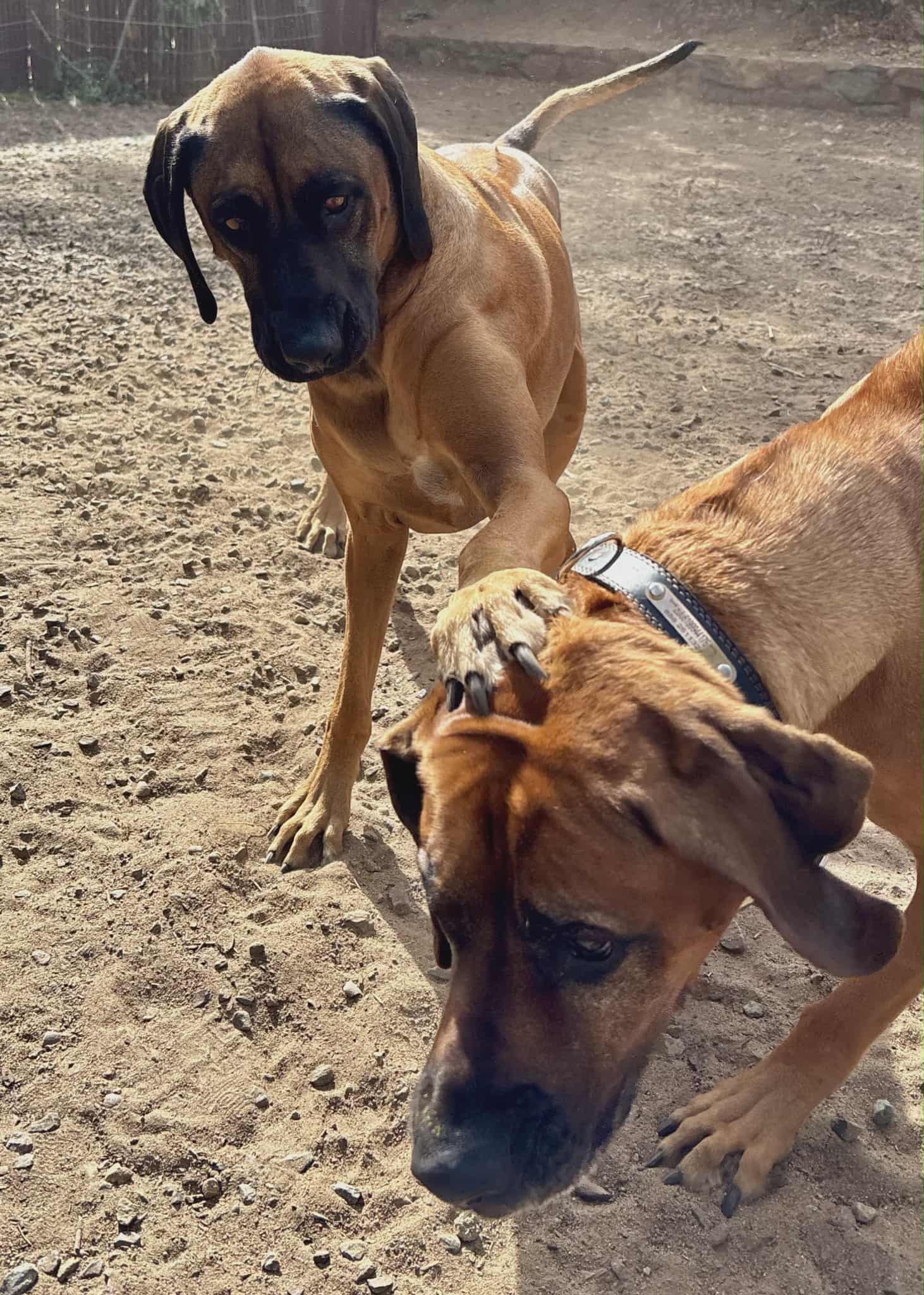 Pets In Paradise Escondido