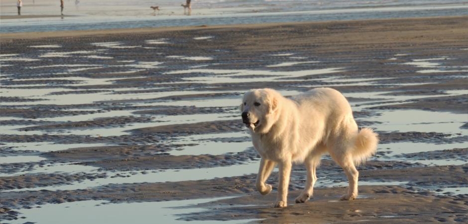 Alopaw Mobile Pet Spa