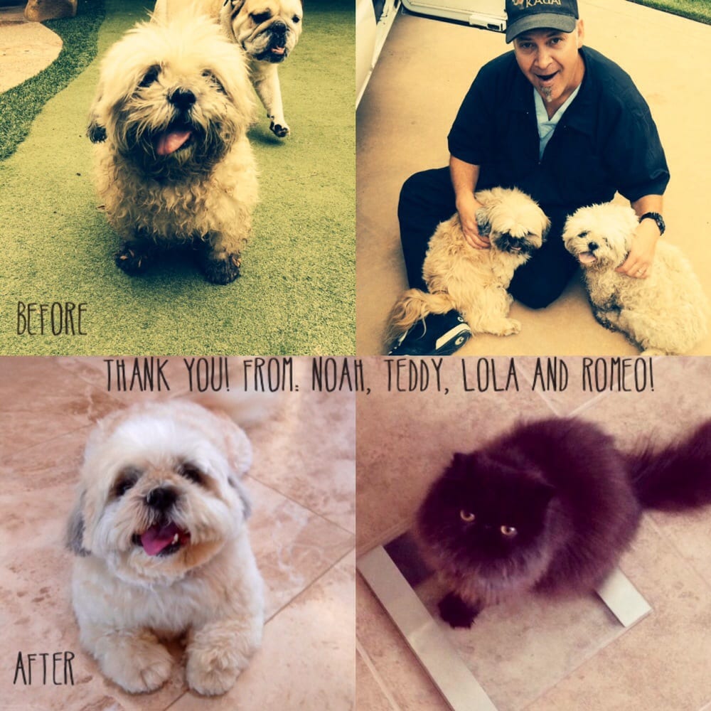 Alopaw Mobile Pet Spa