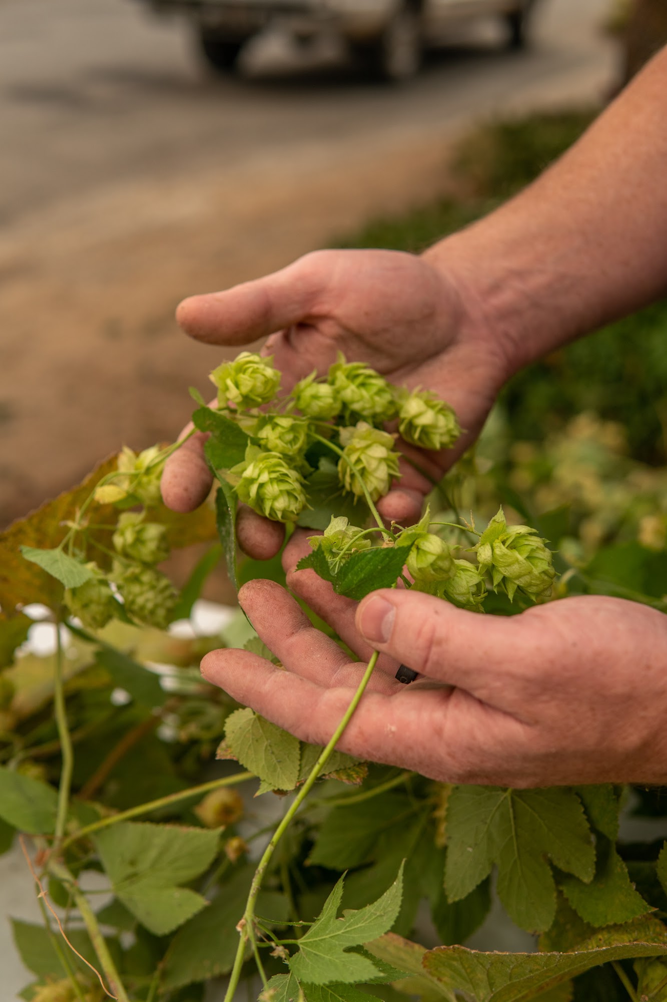 Etna Brewing Co Etna