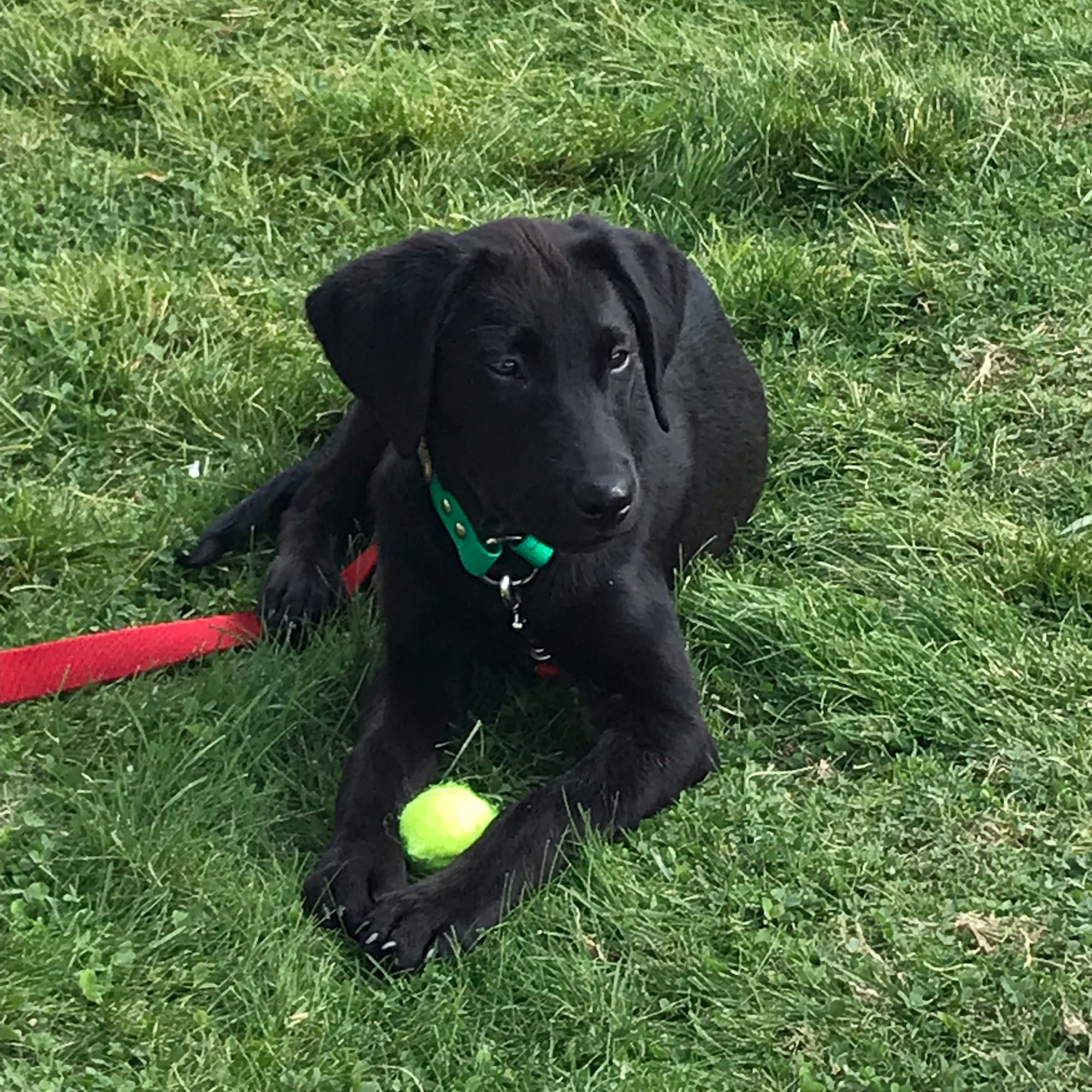 Marble Mountain Kennels Etna