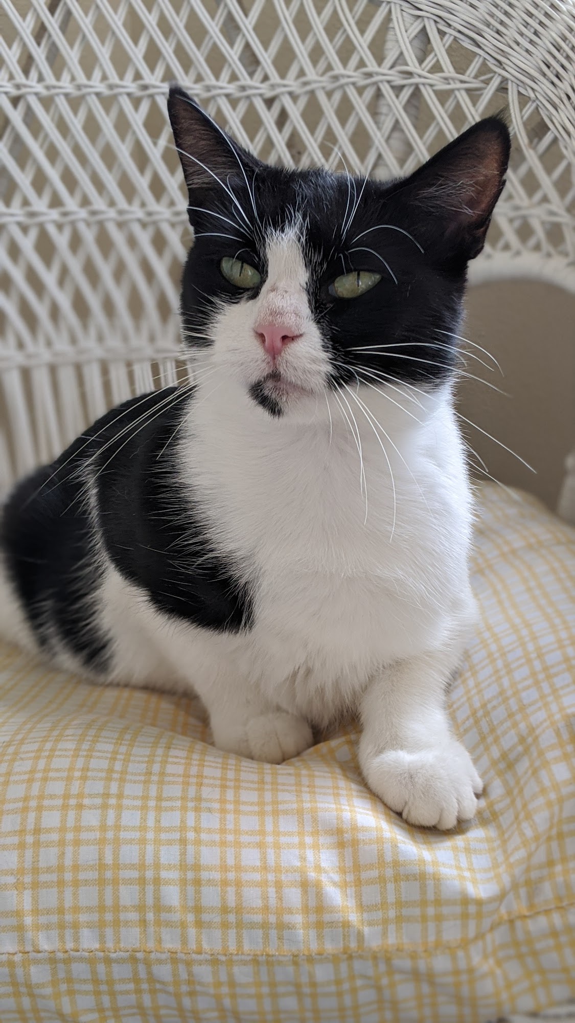 Companion Animal Foundation Eureka