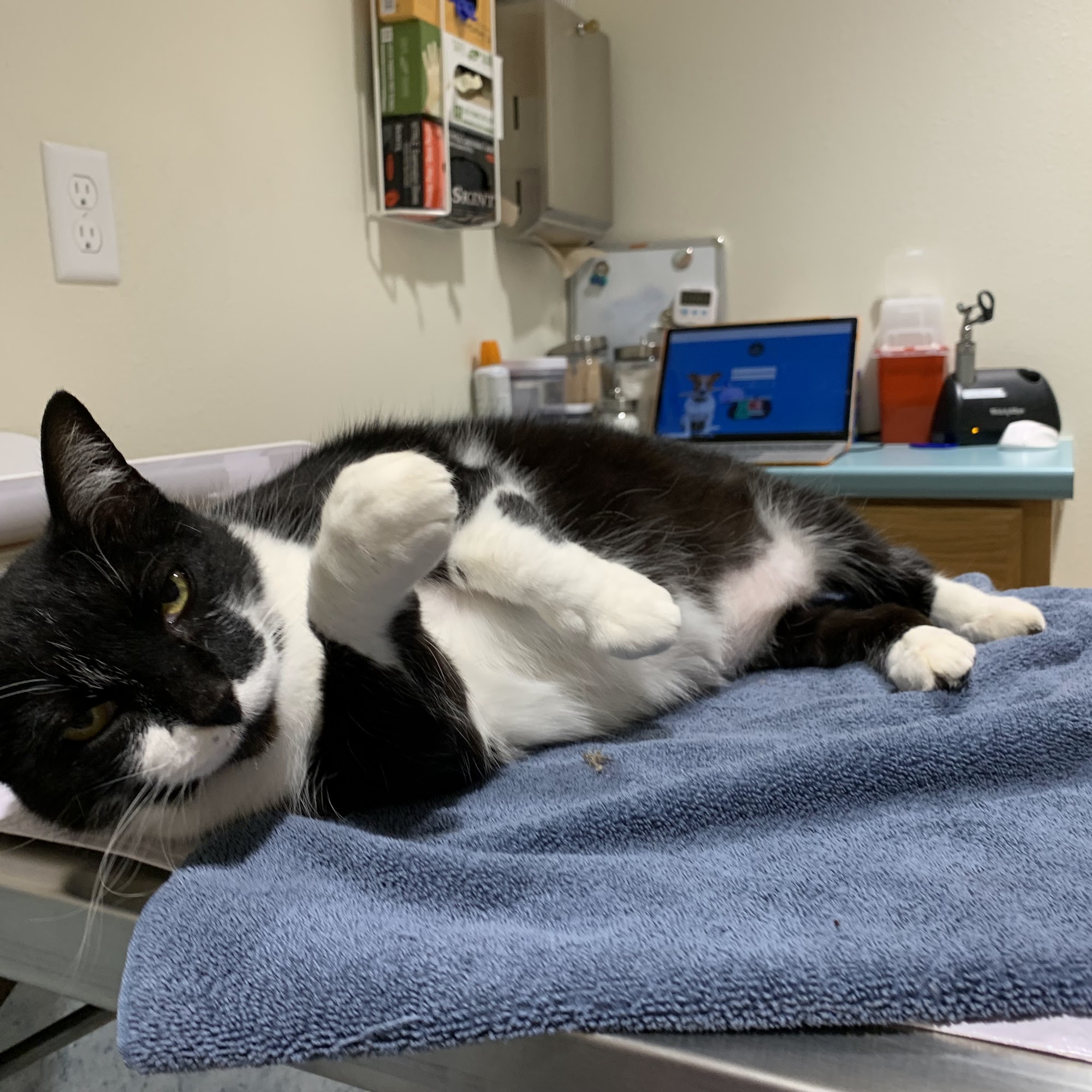 Broadway Animal Hospital Eureka