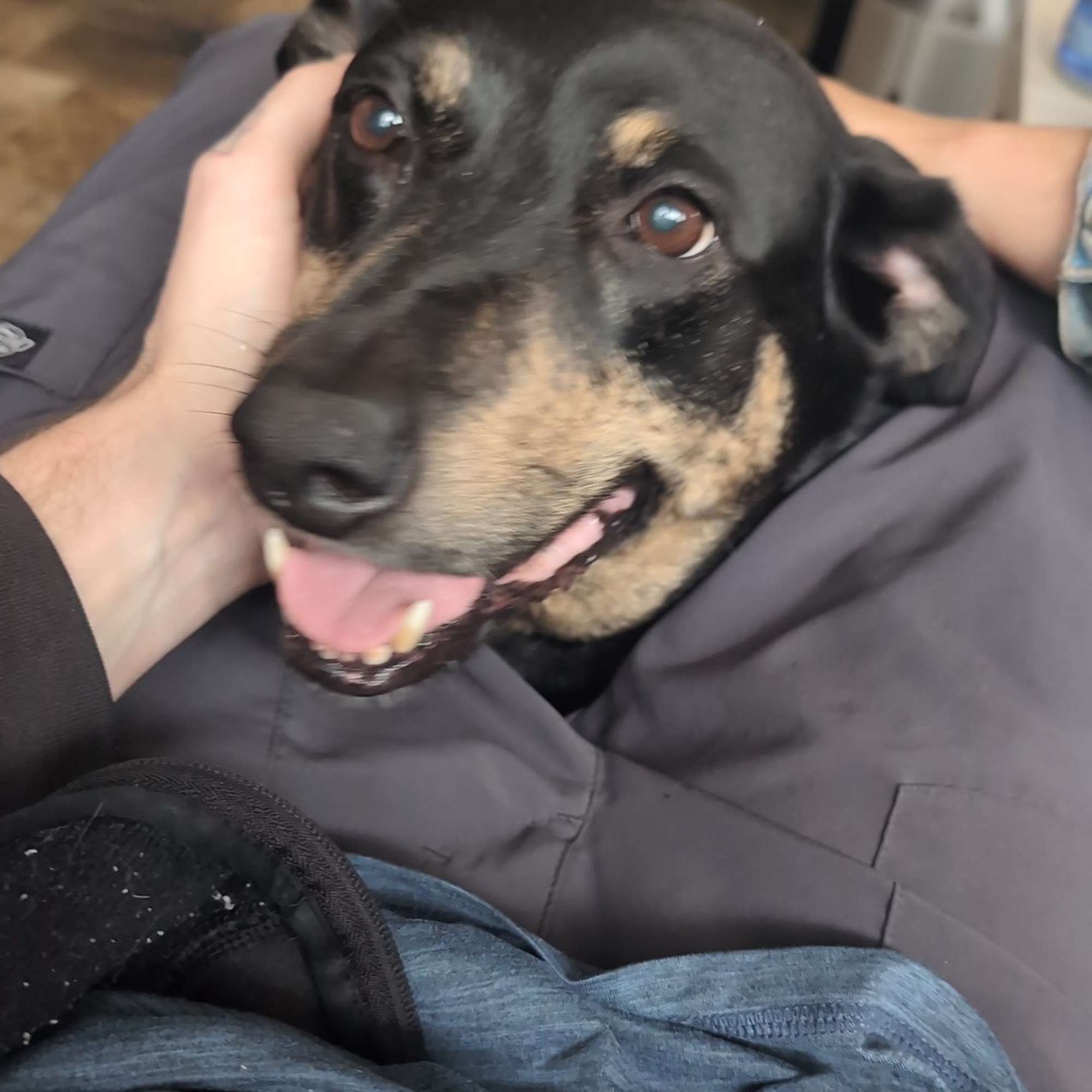 Healing Spirit Animal Wellness Center Eureka