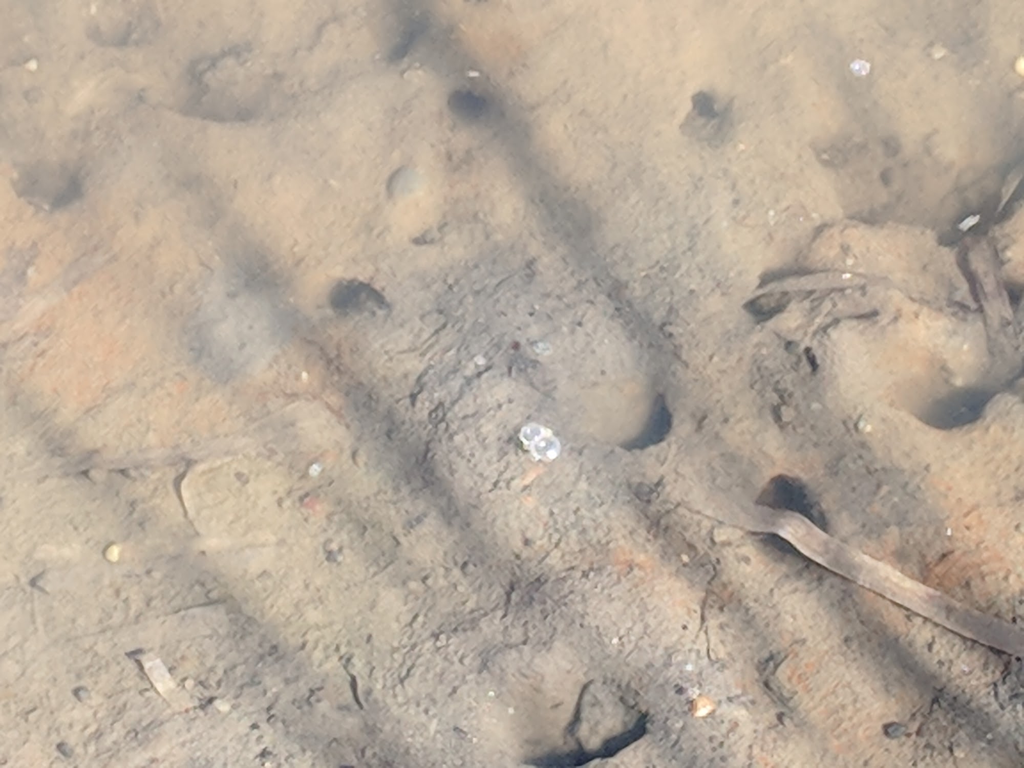 Sequoia Humane Society Eureka