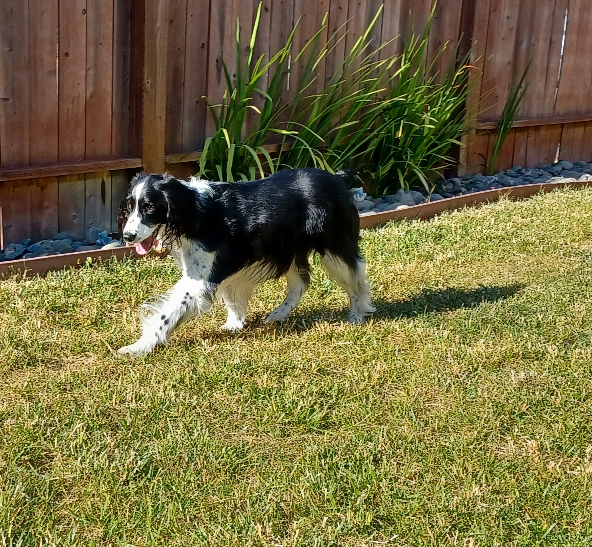 Holly's Hounds Training & More Eureka