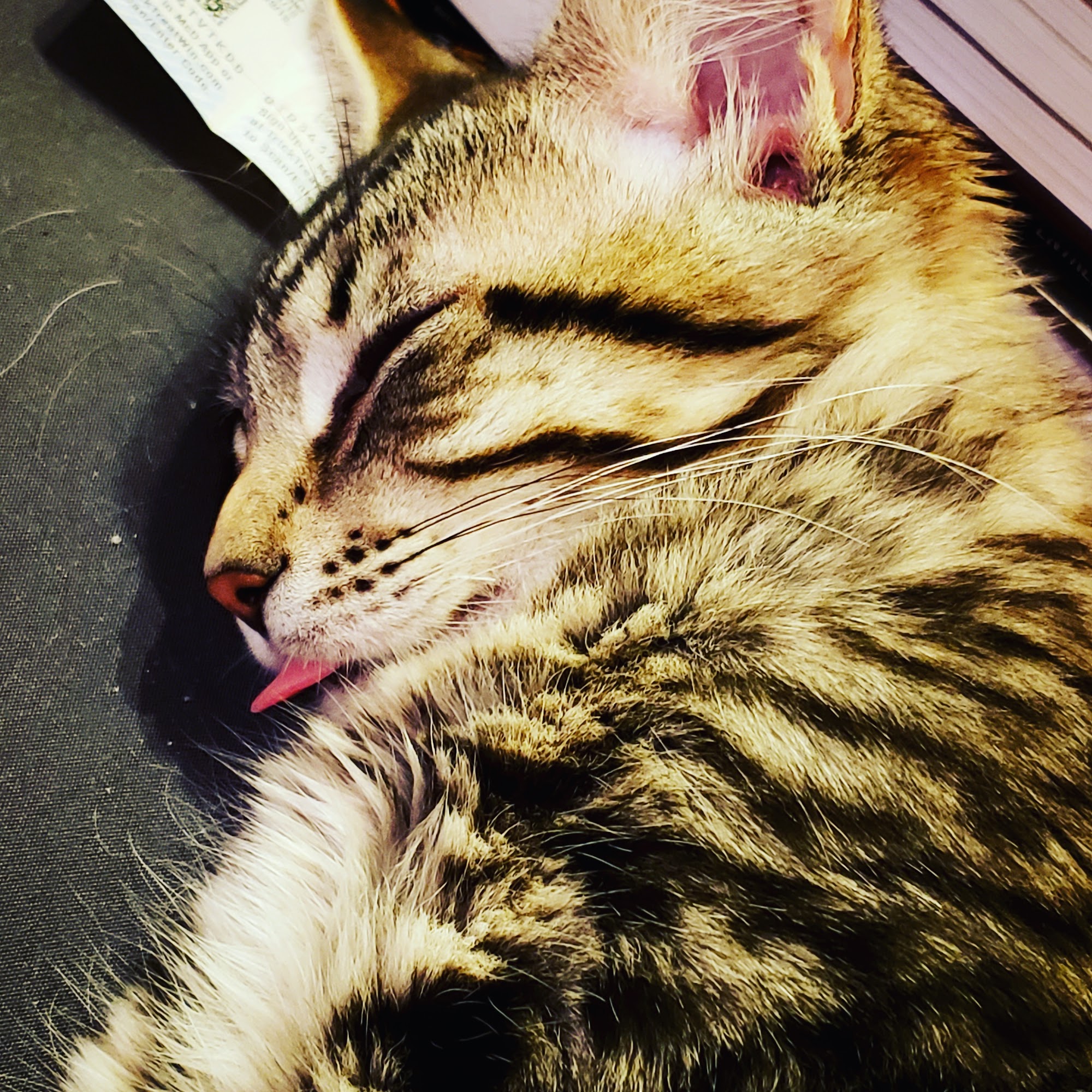 Humboldt Animal Rescue Team Eureka