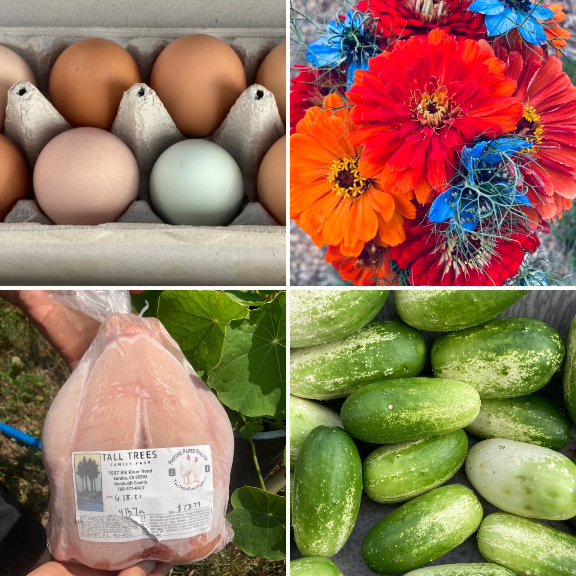 Tall Trees Family Farm Eureka