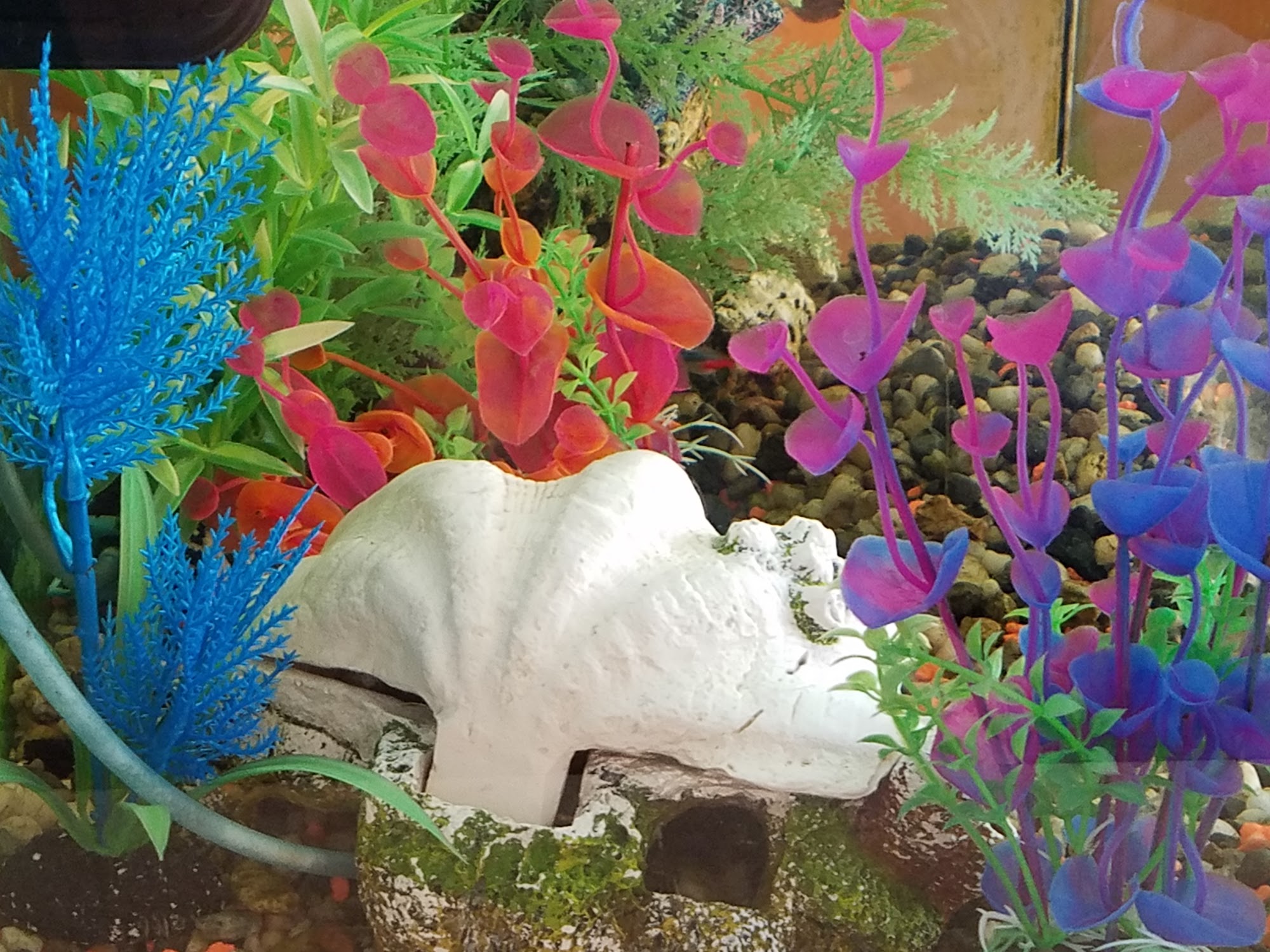 Pacific Crest Equine & Pacific Crest Companion Animal Veterinary Hospital Exeter